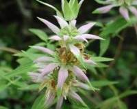 monarda punctata d.jpg